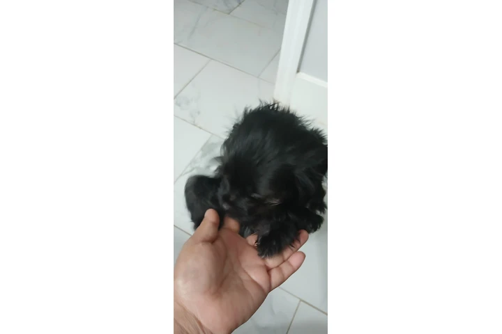 $5 : Busca hogar image 2