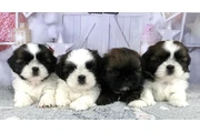 Cachorros de Shih Tzu en Los Angeles