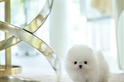 $300 : Pomeranian teacup puppy thumbnail