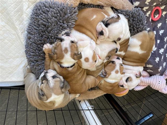 $700 : cachorros de bulldog inglés image 1