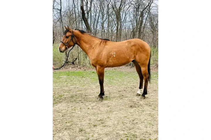 $2500 : Healthy horse need a new home image 4