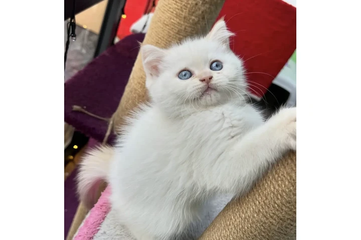 $350 : British shorthair for sale image 3