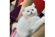 $350 : British shorthair for sale thumbnail