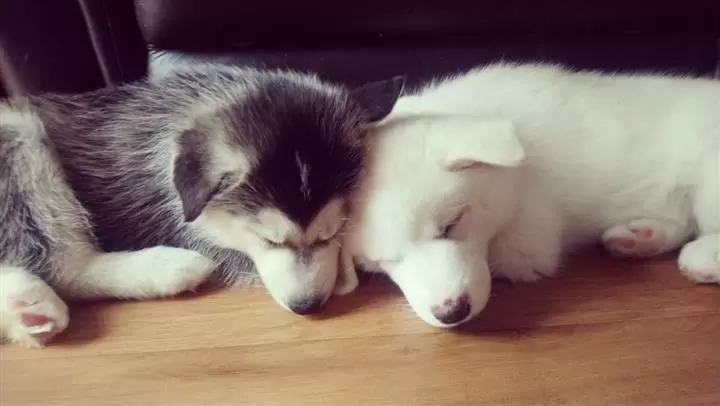 $400 : Sweet Siberian Husky image 1