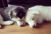 Sweet Siberian Husky