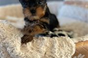 adorable Cachorros Yorkie thumbnail