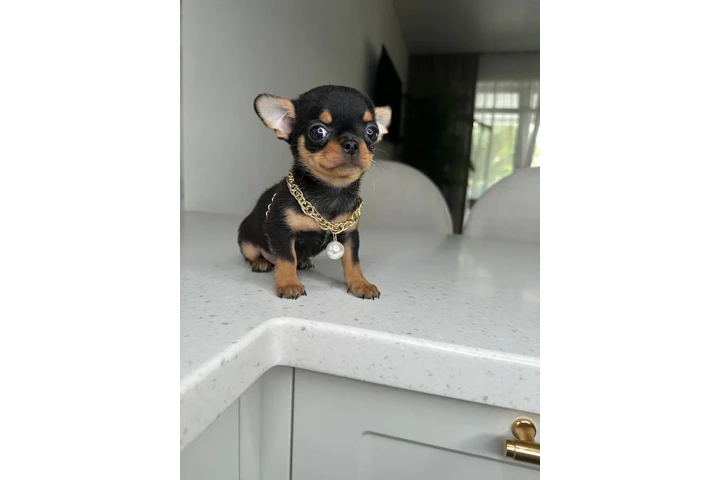 $250 : Chihuahua teacup puppies image 2