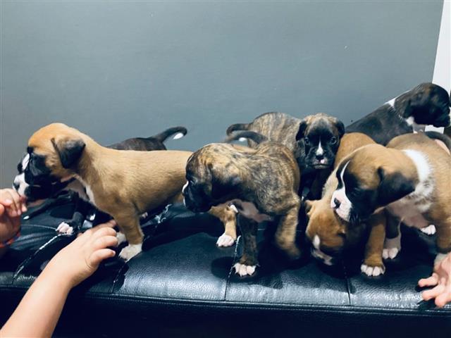$500 : Boxer puppies for adoption image 1