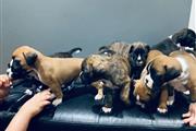 $500 : Boxer puppies for adoption thumbnail