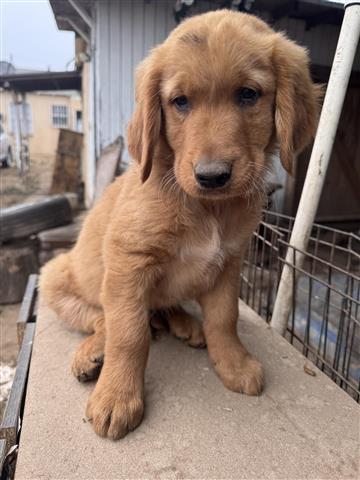 $1000 : Golden retriever Cachorros image 1