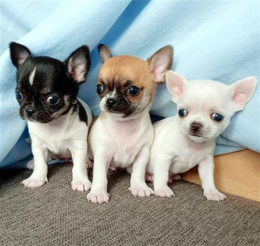 $400 : TEACUP CHIHUAHUAS FOR SALE image 3