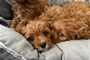 Good quality cavapoo puppies en Las Vegas