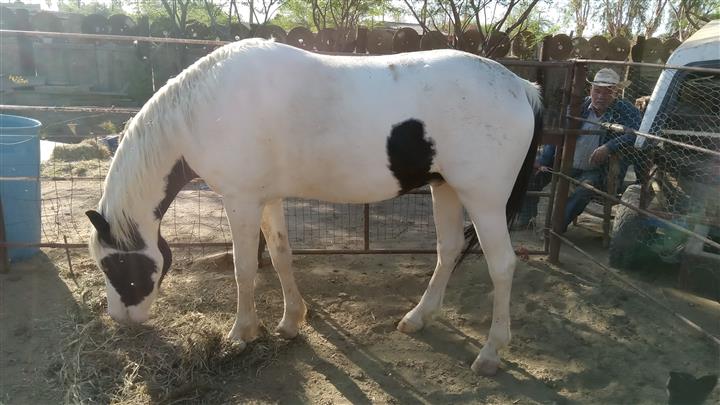 $30000 : Caballo pinto en venta bbb image 5