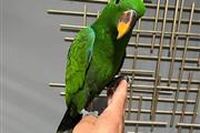 $300 : whatsapp parrots thumbnail
