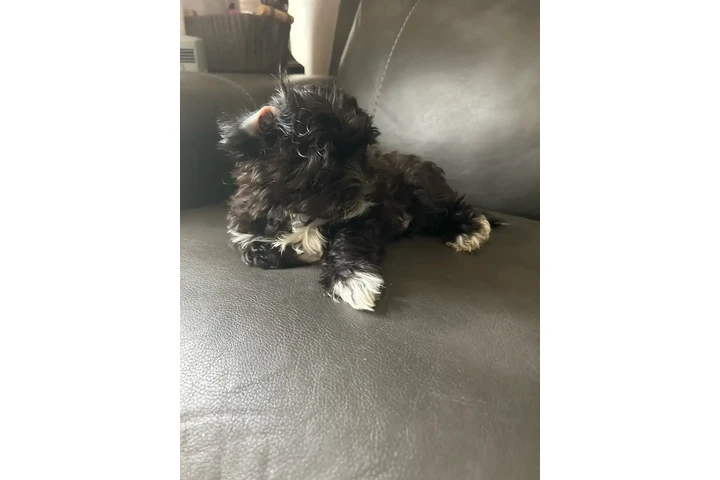 $2200 : Morkie Puppies image 6