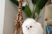 $300 : Pomeranian puppies for sale thumbnail