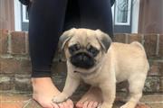 Pug Puppies For Sale en New York