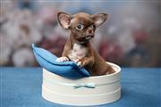 $250 : Chihuahua puppies thumbnail