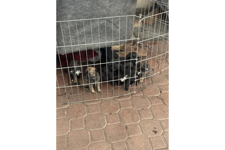 $200 : En busca de un hogar image 3