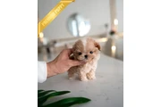 Maltipoo puppy en Los Angeles