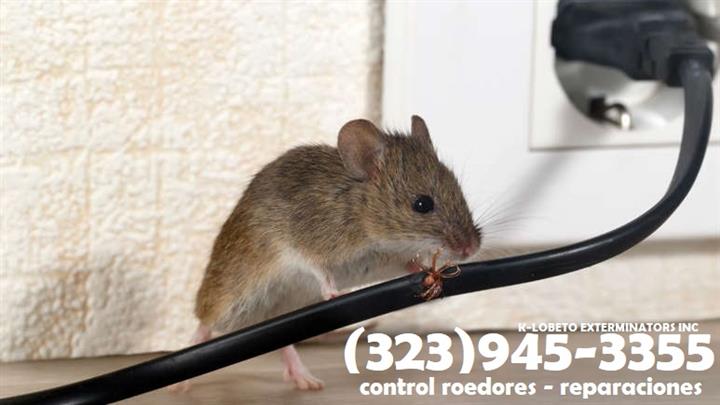 RODENTS PEST CONTROL SERVICES. image 3