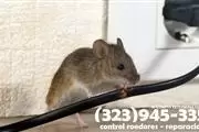 RODENTS PEST CONTROL SERVICES. thumbnail