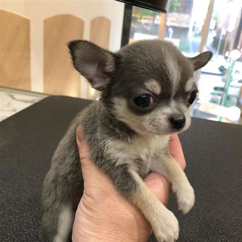 $400 : Chihuahua Puppies for sale image 3