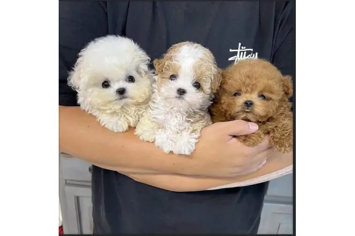 $500 : Mini Maltipoo Poodle Cachorros image 1