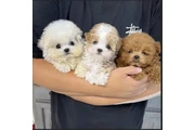 Mini Maltipoo Poodle Cachorros en Orange County