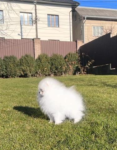 $500 : pomeranian puppies for sale image 1