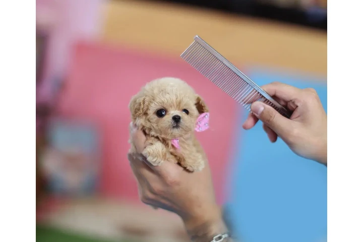 $350 : Micro Poodle image 1