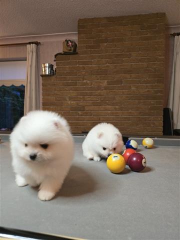 $400 : DOS POMERANIA HEMBRAS image 1