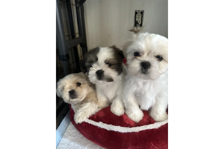 $1500 : Shitzu image 9