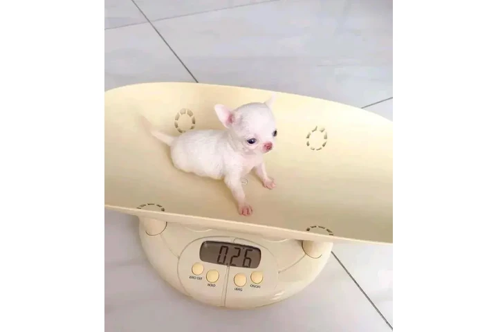 $350 : Chihuahua miniatura image 1