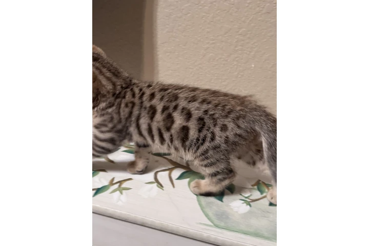 $1000 : Bengal Kitten FEMALE image 3