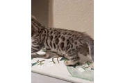 $1000 : Bengal Kitten FEMALE thumbnail