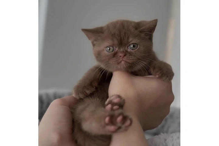 $240 : British Shorthair available image 2