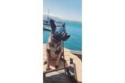 Belgian Malinois en Los Angeles