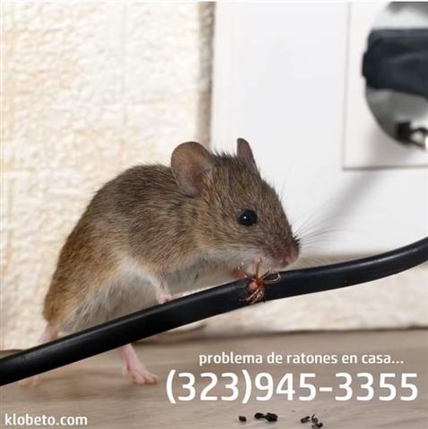 RODENTS CONTROL NEAR ME 24/7 image 3