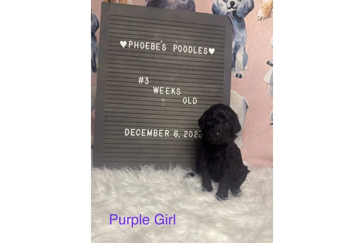 $1500 : Standard Poodle image 1