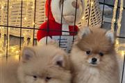 $360 : Pomeranian taza de té super thumbnail