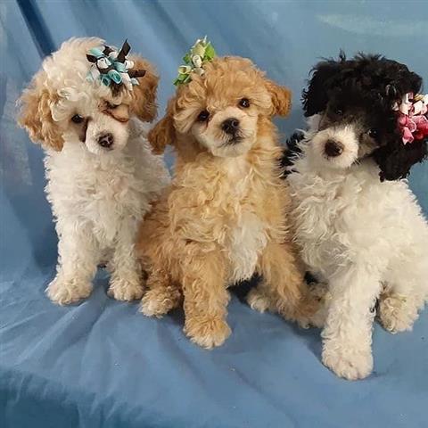 $500 : Nice poodle puppies available image 1