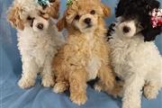 Nice poodle puppies available