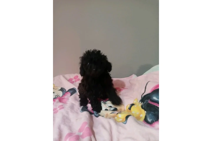 POMERANIANS Y SHIH-TZU 🐕 image 1