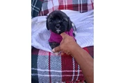 Pomeranian mix poodle en Los Angeles