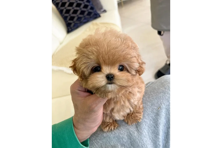 $350 : MALTIPOO EN VENTA image 2