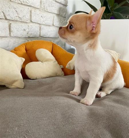 $400 : adorable chihuahua puppies av image 2