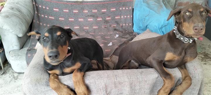 $1200 : Doberman image 2