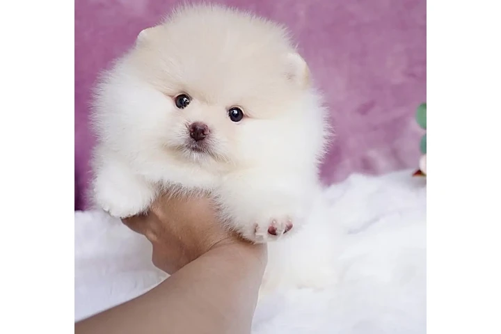 $400 : Pomeranian puppies and french image 1