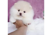 $400 : Pomeranian puppies and french thumbnail